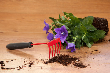 Plantation de fleurs en pot