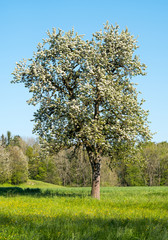 Fototapeta na wymiar Blüten am Obstbaum