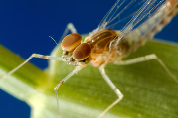 Macro Photo of a male Mayfly