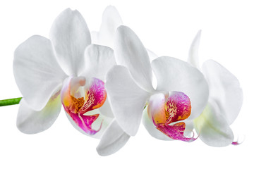 rameau en fleurs de blanc avec orchidée rouge est isolé sur fond
