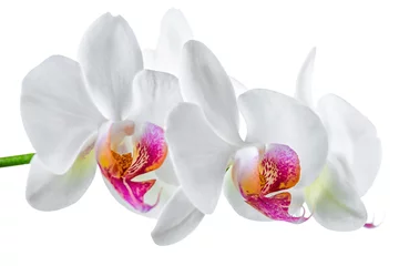 Foto auf Acrylglas Orchidee Blühender weißer Zweig mit roter Orchidee ist auf dem Hintergrund isoliert