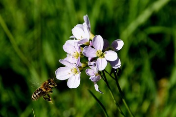 BIene im Anflug © masalis