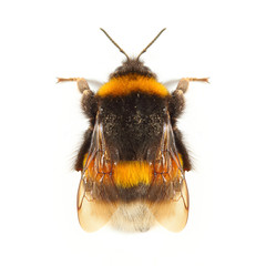 The Bumblebee or Bumble Bee (Bombus terrestris) is important pollinator of both crops and...