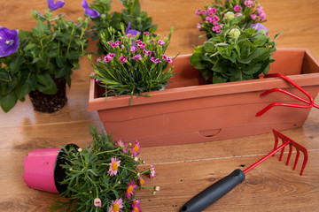 Plantation de fleurs en pot