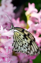 Pretty pink flowers with butterfly