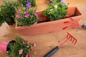 Plantation de fleurs en pot