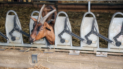 goat with long horns eat the straw in the anger in the barn of t