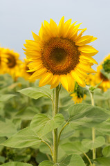 Sunflowers field in Tuscany during summer