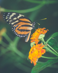 Vintage orange butterfly 