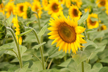 Sunflowers field in Tuscany during summer