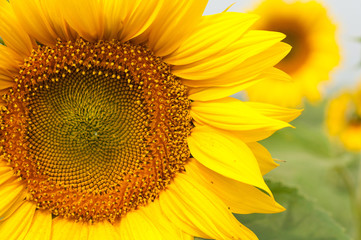 Sunflowers field in Tuscany during summer