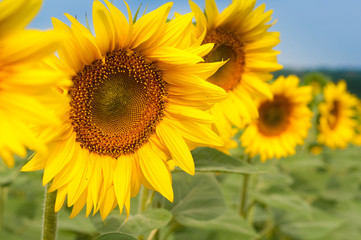 Sunflowers field in Tuscany during summer