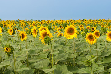 Sunflowers field in Tuscany during summer