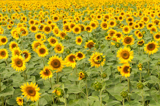 Sunflowers field in Tuscany during summer