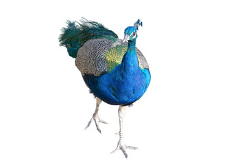 Fototapeta premium The big peacock