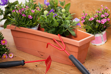 Plantation de fleurs en pot