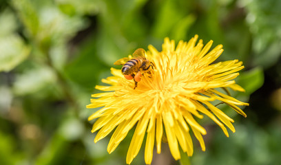 bienen bei der arbeit