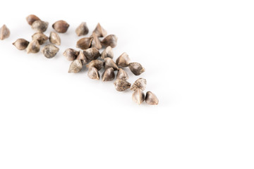 Fagopyrum esculentum (buckwheat) Seeds