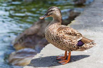 Female mallard standing near the water