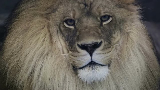 Close up of a majestic male lion staring into camera.