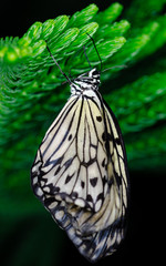 Fototapeta na wymiar Pretty butterfly hanging 
