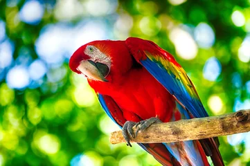 Fototapeten Roter Ara Papagei im Freien © be free
