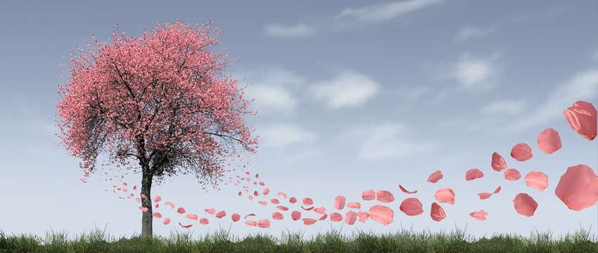 Kirschbaum mit fliegenden Bl&uuml;tenbl&auml;ttern