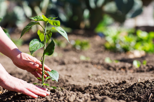 Mani di una donna che si occupa di una pianta nell'orto