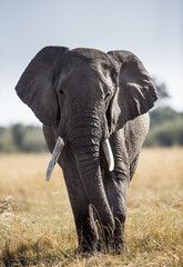 Big elephant in the savanna. Africa. Kenya. Tanzania. Serengeti. Maasai Mara. An excellent...