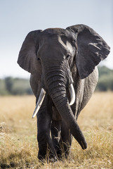 Plakat Big elephant in the savanna. Africa. Kenya. Tanzania. Serengeti. Maasai Mara. An excellent illustration.