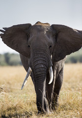 Fototapeta na wymiar Big elephant in the savanna. Africa. Kenya. Tanzania. Serengeti. Maasai Mara. An excellent illustration.