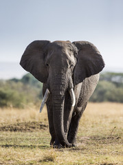 Naklejka na ściany i meble Big elephant in the savanna. Africa. Kenya. Tanzania. Serengeti. Maasai Mara. An excellent illustration.