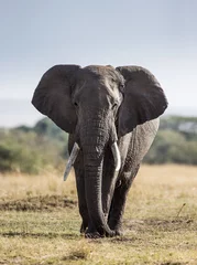 Papier Peint photo Lavable Éléphant Big elephant in the savanna. Africa. Kenya. Tanzania. Serengeti. Maasai Mara. An excellent illustration.