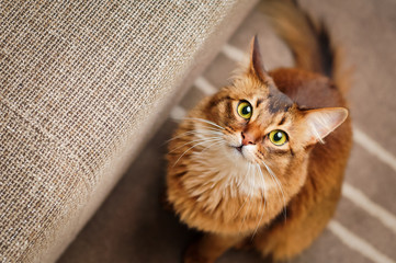 Somali Cat Looking Up - obrazy, fototapety, plakaty