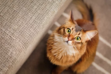 Papier Peint photo Lavable Chat Somali Cat Looking Up