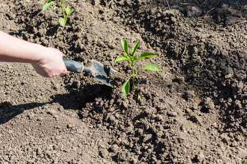 Donna che lavora la terra intorno a una piantina di peperone