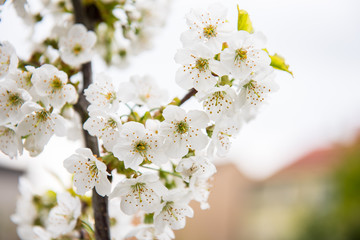 Apfelblüte 9