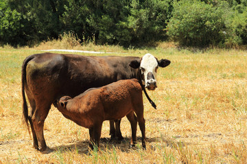 On the pasture