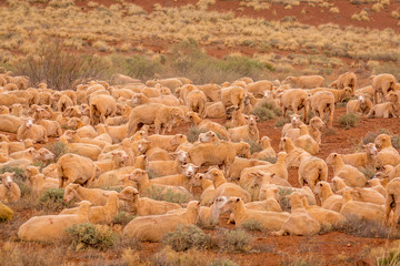 Sheep grazing in northern Arizona.