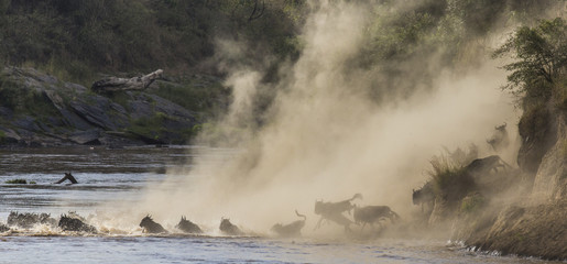 Wildebeests are crossing Mara river. Great Migration. Kenya. Tanzania. Masai Mara National Park. An excellent illustration.