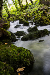 stream in the forest