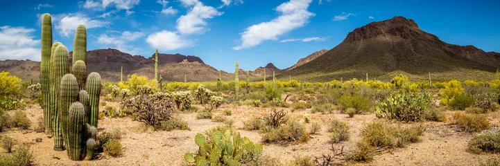 Foto op Aluminium Woestijnlandschap van Arizona © jon manjeot