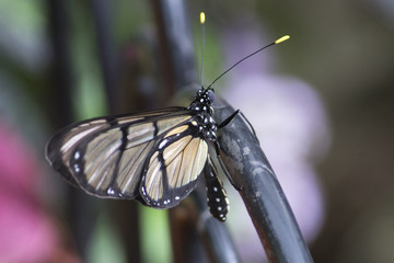 Butterfly 2016-3 / A glass wing butterfly's last moments of freedom before being detained by humans.