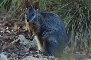 Naklejka na ściany i meble kangaroo is standing on Kangaroo island 