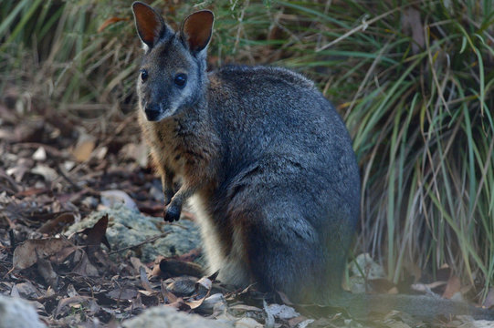 kangaroo is standing on Kangaroo island
