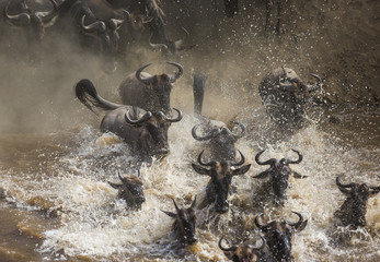 Wildebeests are crossing Mara river. Great Migration. Kenya. Tanzania. Masai Mara National Park. An excellent illustration.