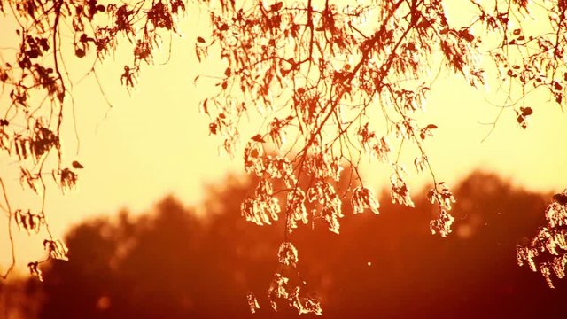Pollen and tree leaves on the wind in sunset HD