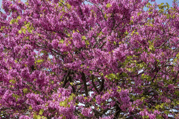 Albero di Giuda in primavera.