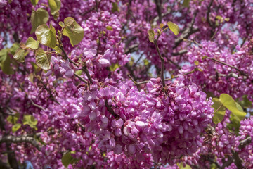 Albero di Giuda in primavera.