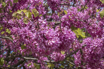 Albero di Giuda in primavera.
